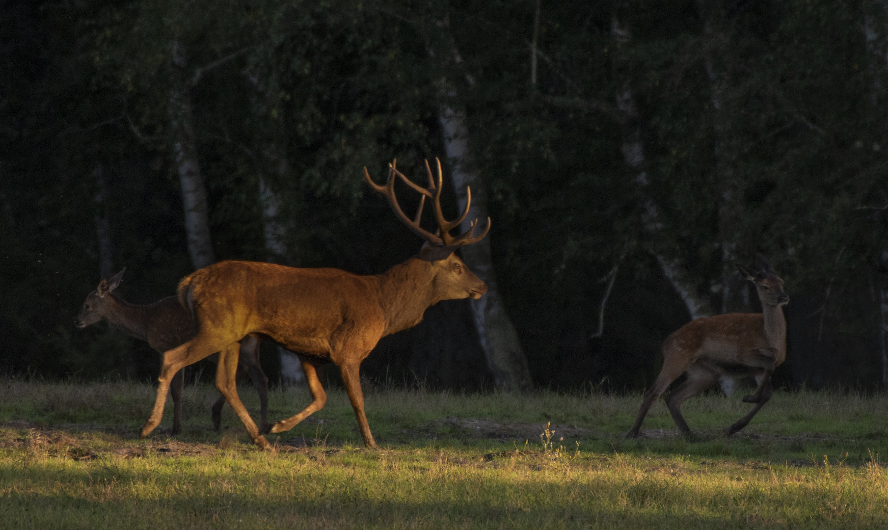 Le chef (Cervus elaphus, cerf élaphe)