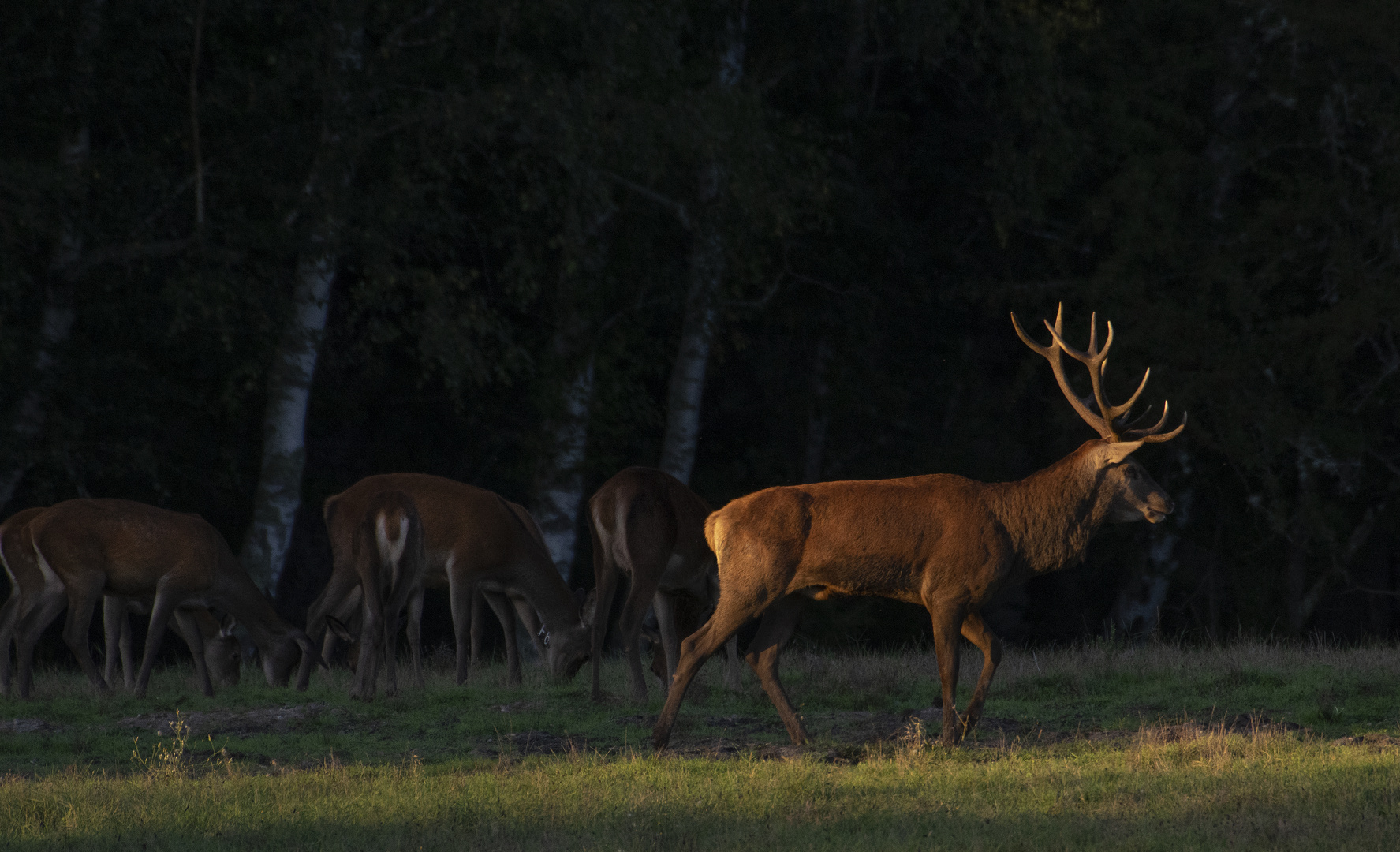 Le chef de la harde (Cervus elaphus, cerf élaphe)