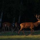 Le chef de la harde (Cervus elaphus, cerf élaphe)