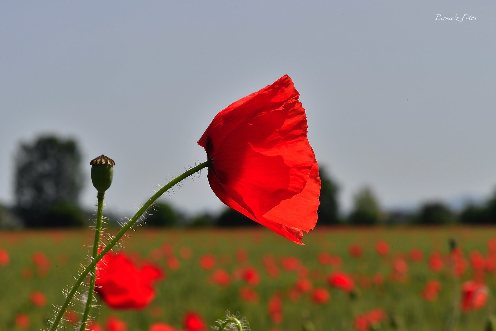 Le chef des coquelicots