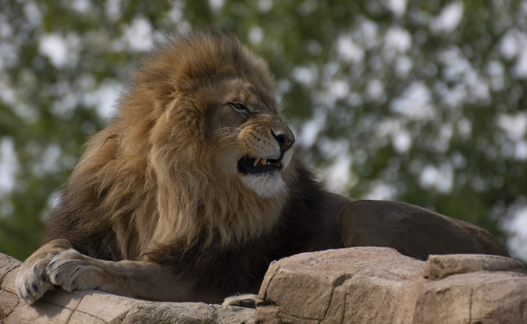 Le chef (Panthera leo, lion d'Afrique)