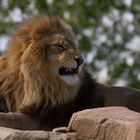 Le chef (Panthera leo, lion d'Afrique)