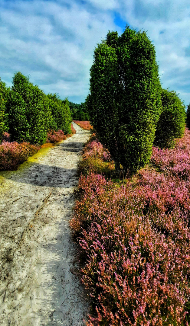 Le chemin (46) ; ici c'est à travers la lande de genévrier !