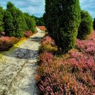 Le chemin (46) ; ici c'est à travers la lande de genévrier !