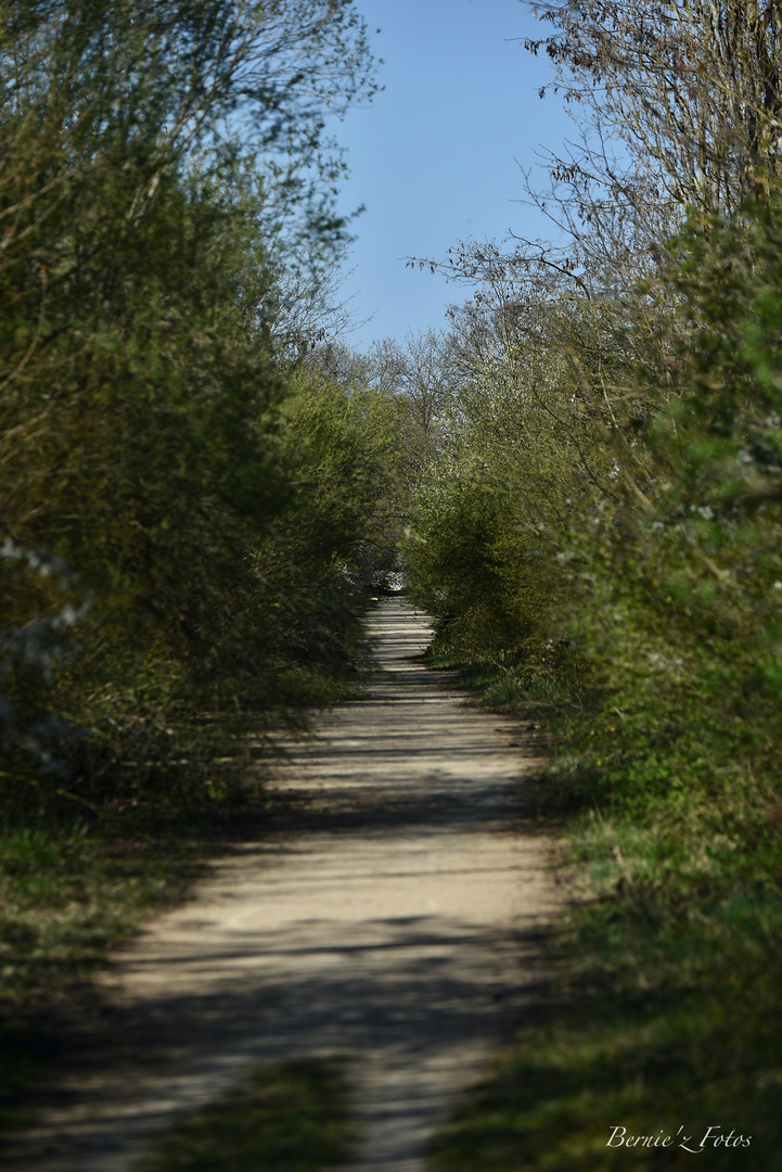 Le chemin 