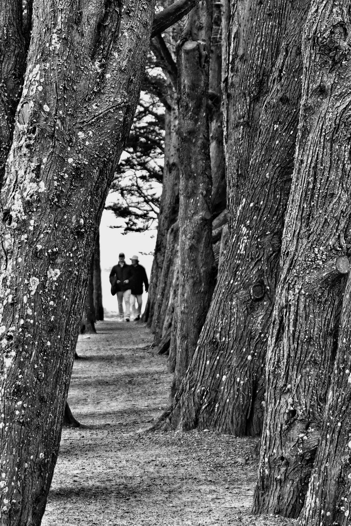 Le chemin (60) ; passe à travers des arbres !