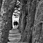 Le chemin (60) ; passe à travers des arbres !