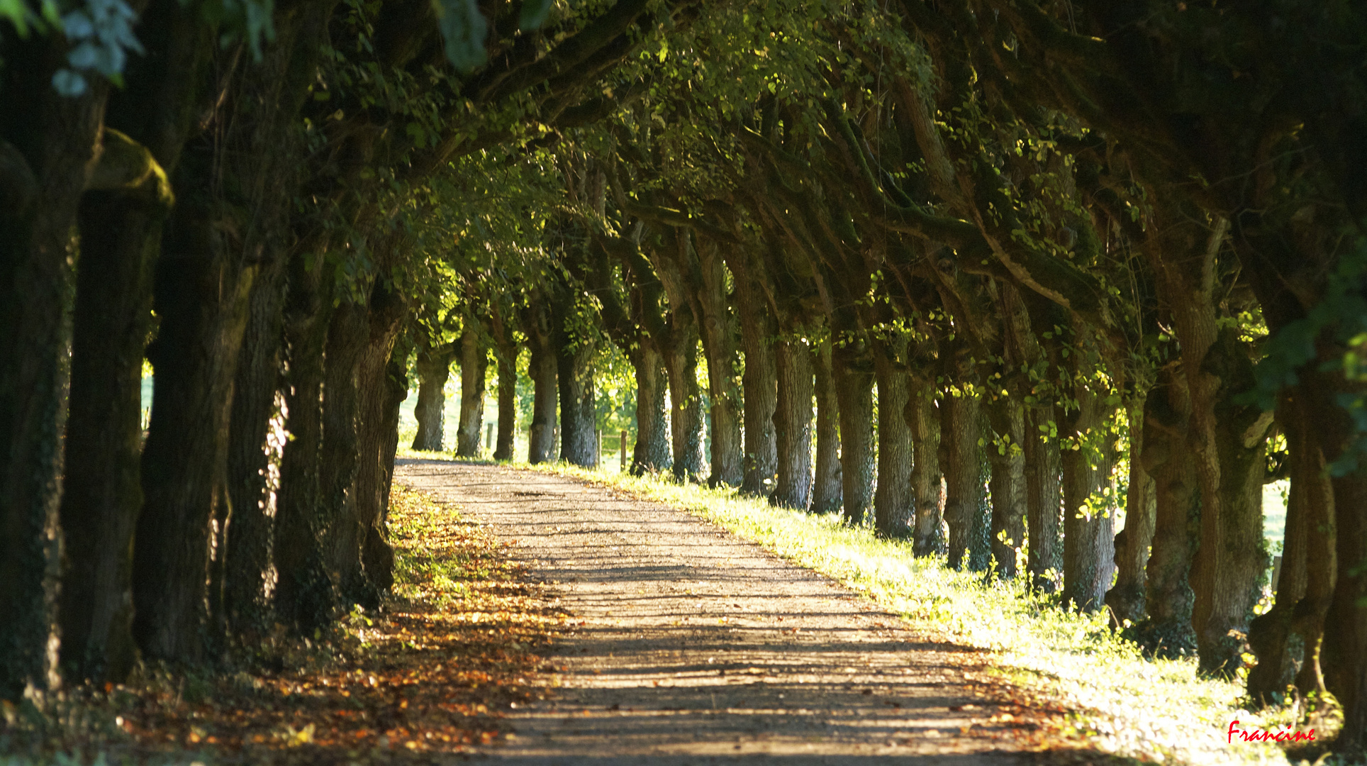 Le chemin ...