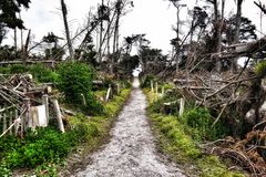 Le chemin (84) ;.... à travers une idylle détruite par l'ouragan !