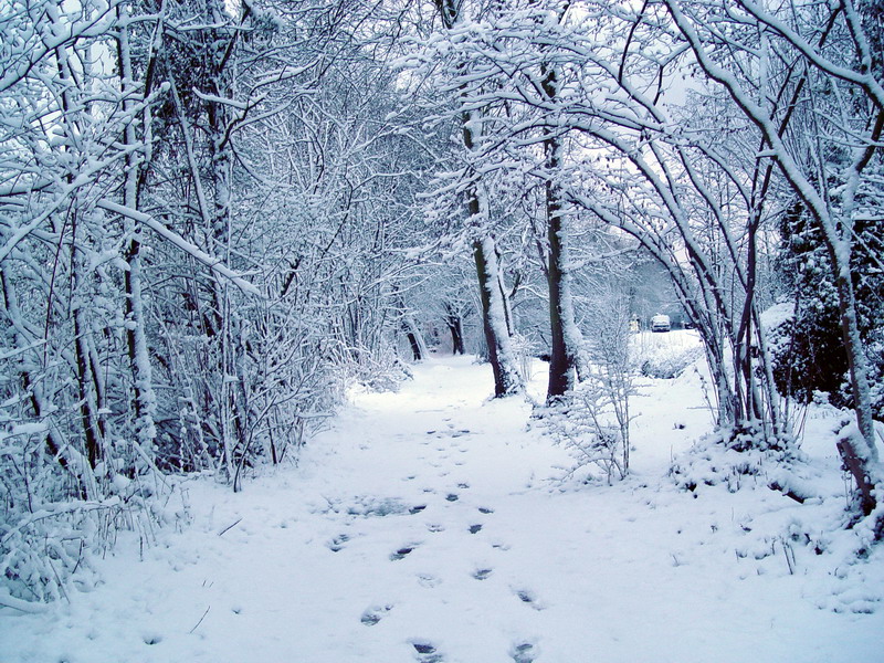 Le chemin a presque disparu... ou suis je ...