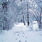 Le chemin a presque disparu... ou suis je ...