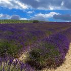 Le chemin bleu