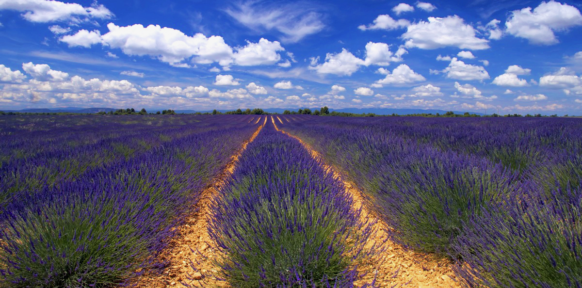 Le chemin bleu des lavandes.