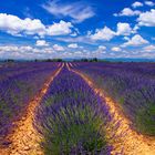 Le chemin bleu des lavandes.