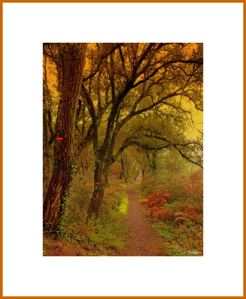 le chemin dans la forêt