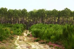 le chemin dans la forêt !!!!