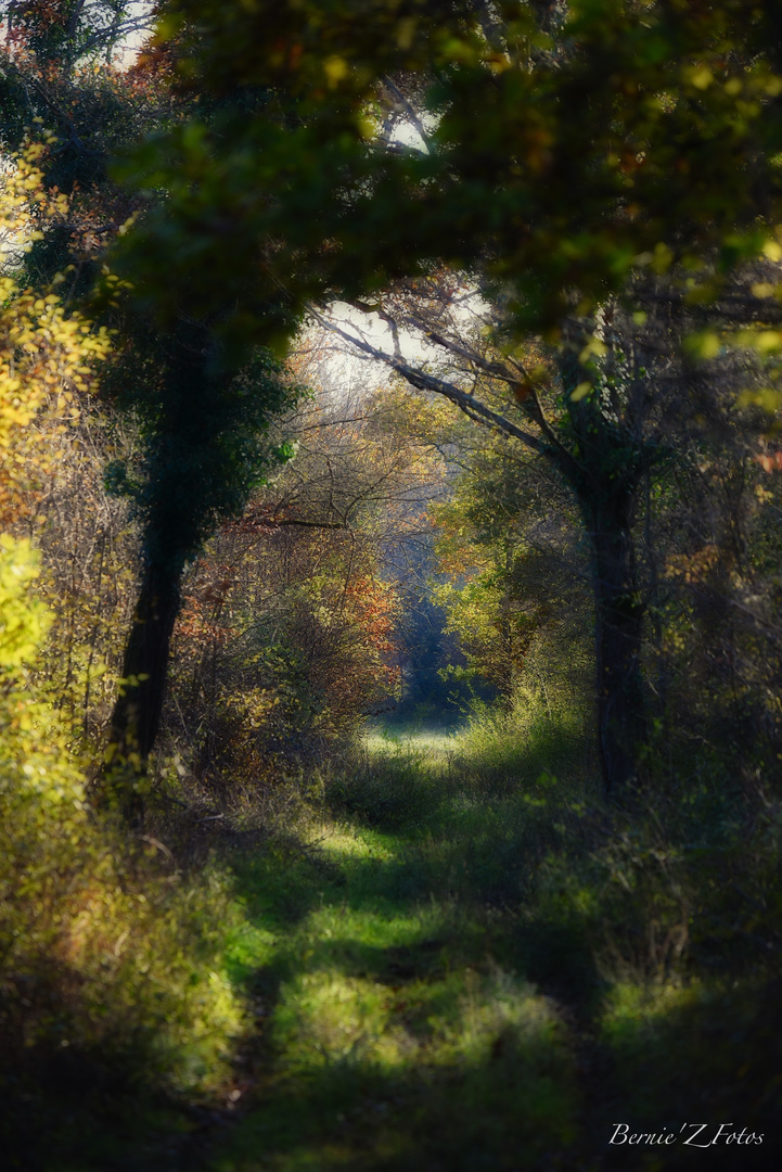 Le chemin dans la forêt