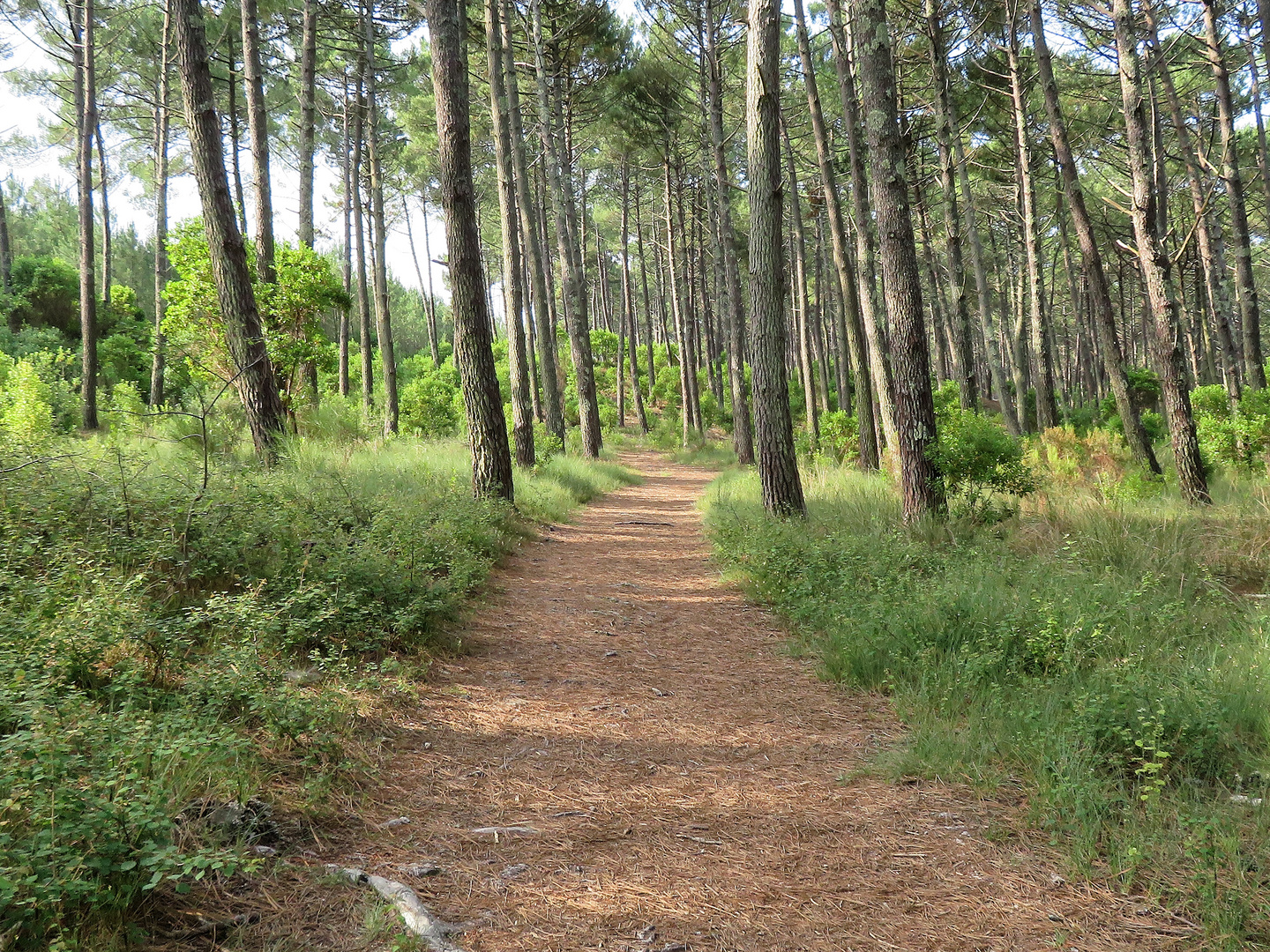 le chemin dans la forêt !