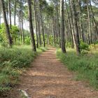 le chemin dans la forêt !