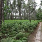 le chemin dans la forêt !