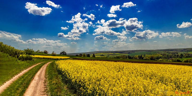 Le chemin dans les colzas 