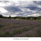 le chemin de la lavande