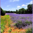 Le chemin de la lavande