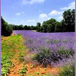 Le chemin de la lavande