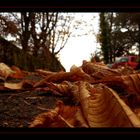 Le chemin de l'Automne