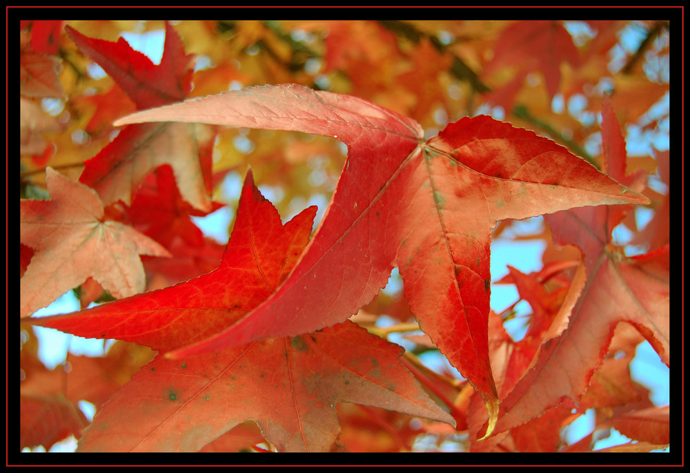 Le chemin de l'Automne I