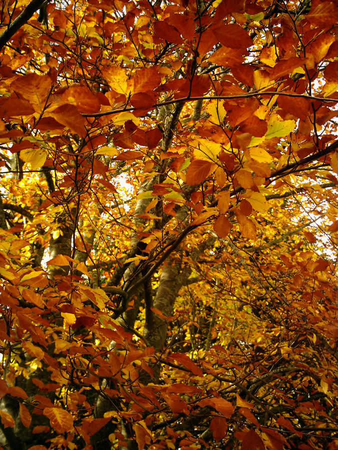 Le chemin de l'Automne II