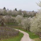 Le chemin de l'église