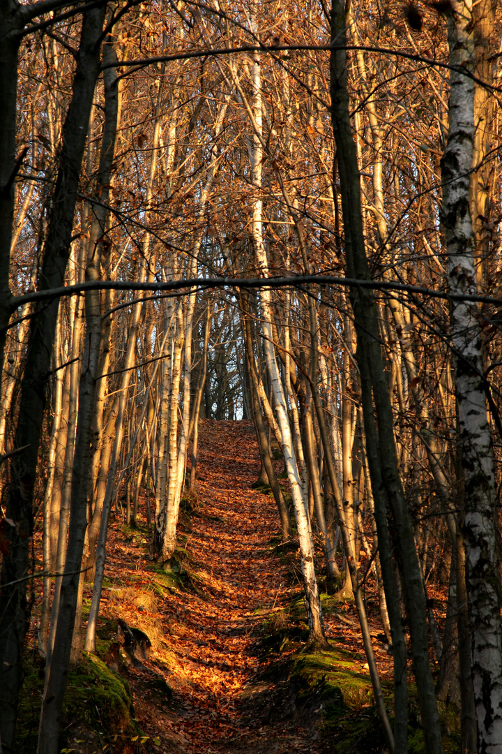 le chemin de mon espoir