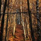 le chemin de mon espoir