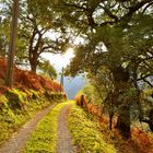 Le chemin des douaniers.