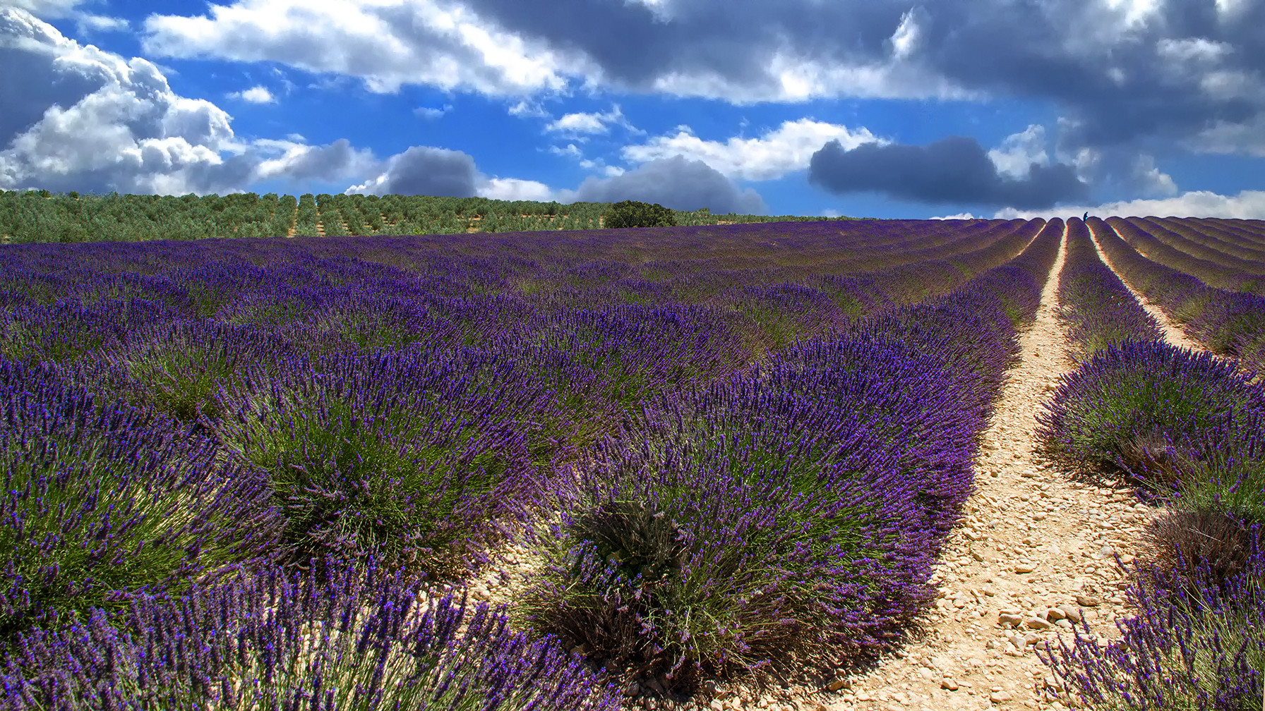 Le chemin des lavandes