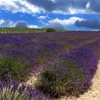 Le chemin des lavandes