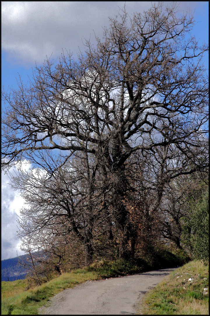 LE CHEMIN DES VIGNES ORIGINAL JPEG