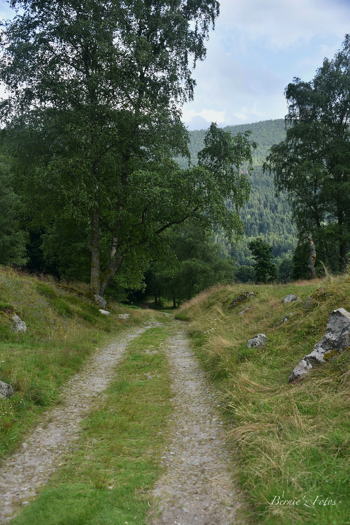 Le chemin du bonheur