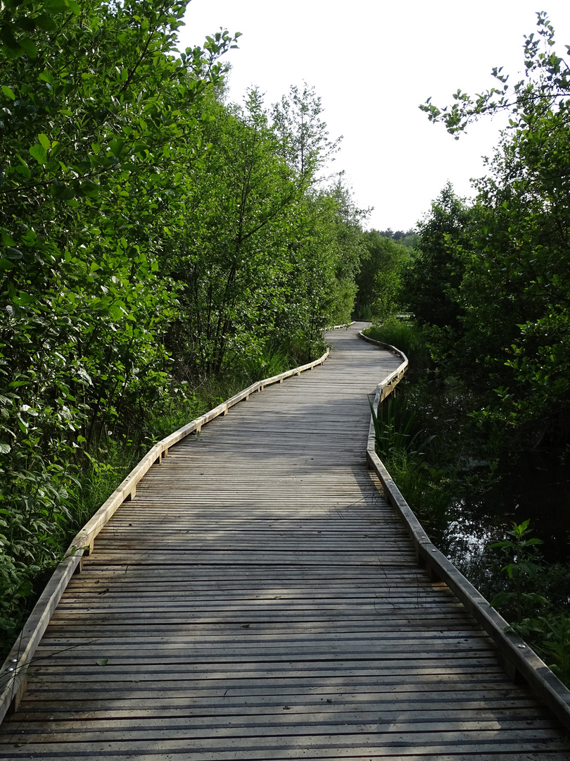 Le chemin du marais de Condette