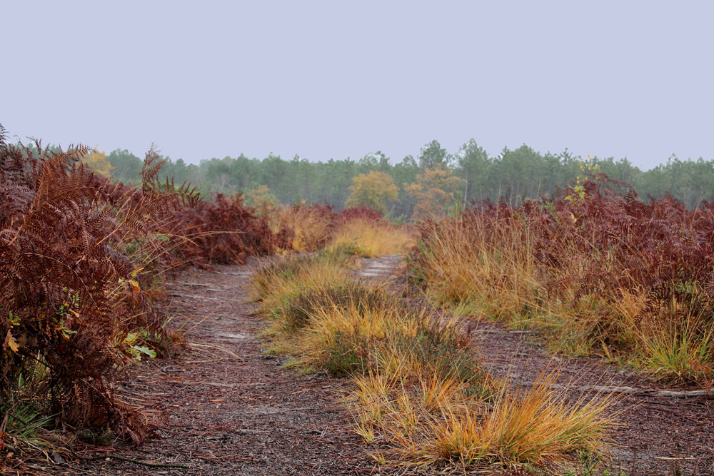 le chemin en automne !