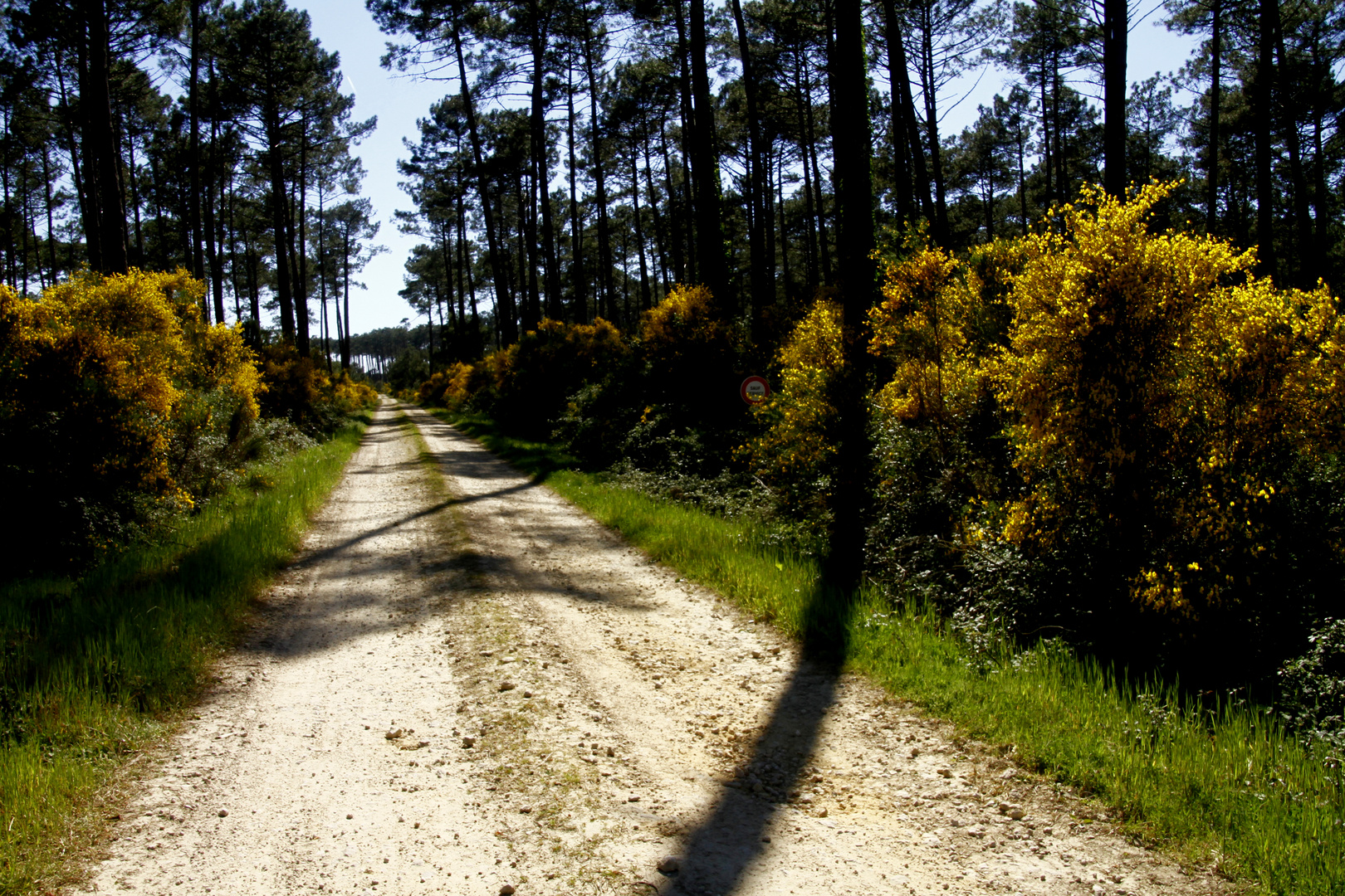 le chemin fleuri