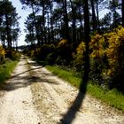 le chemin fleuri