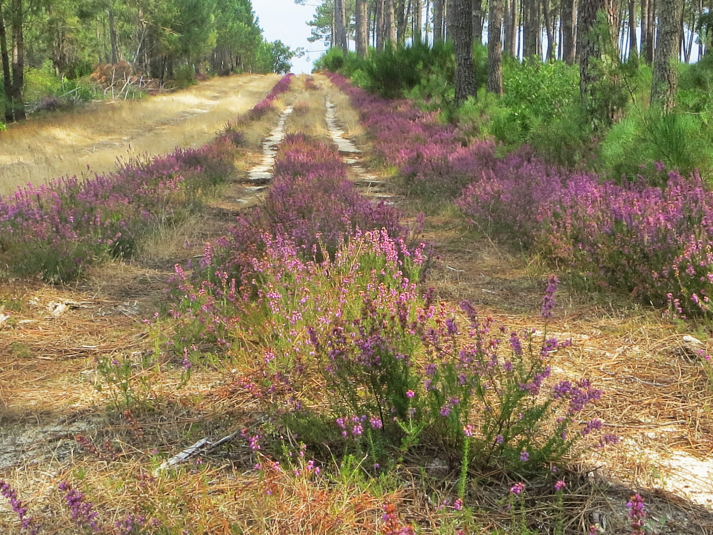 le chemin fleuri !