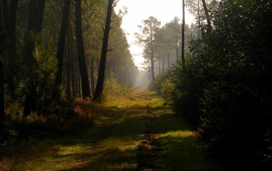 Le chemin paisible