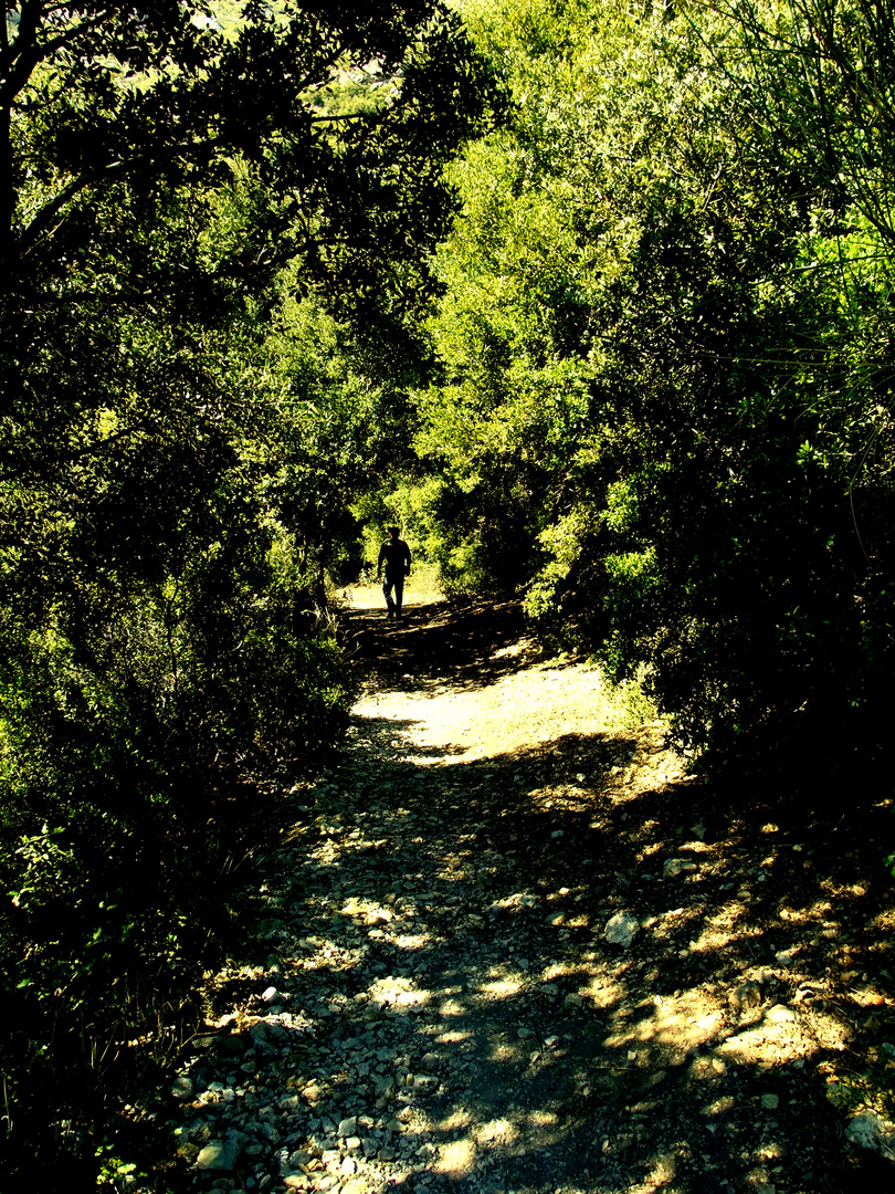 Le chemin sous les arbres