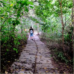 Le chemin vert