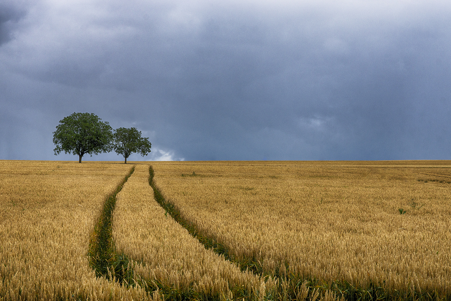 Le chemin vert