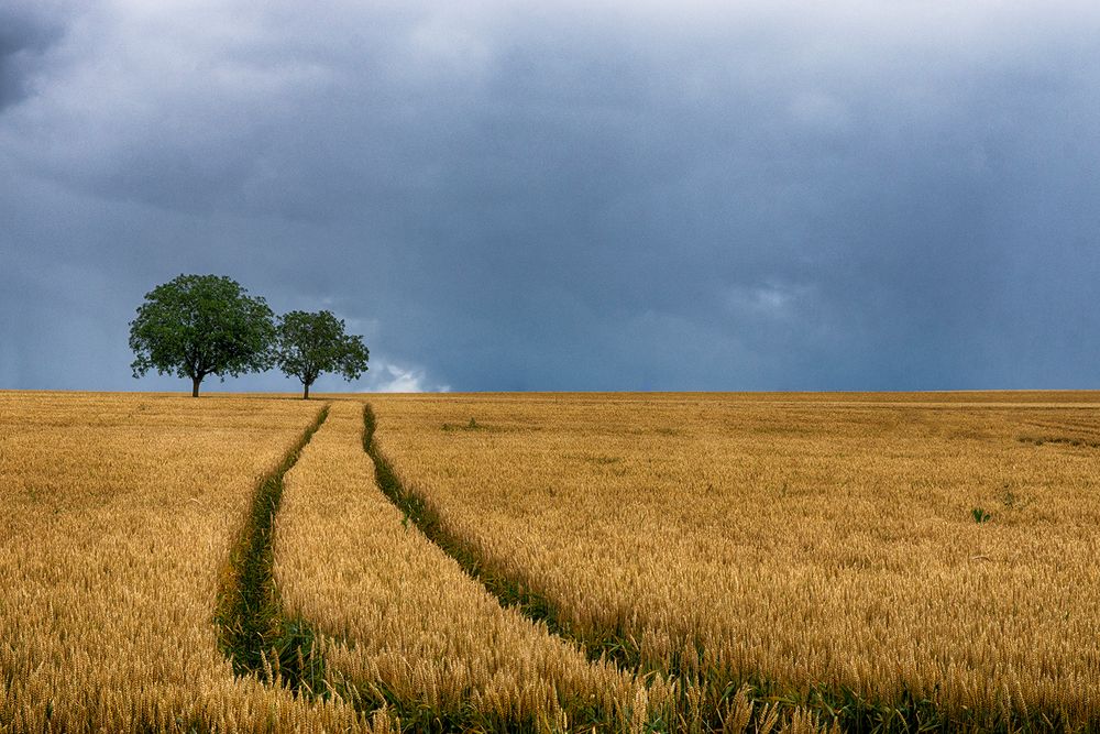 Le chemin vert