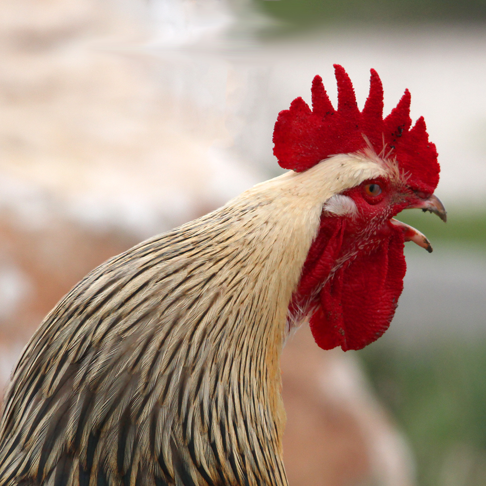 Le chéri des poulettes